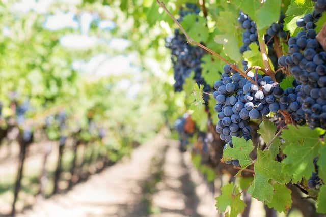 British vineyards could benefit however.