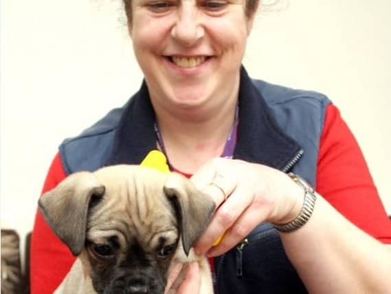Pet passports won't be valid with a no deal Brexit