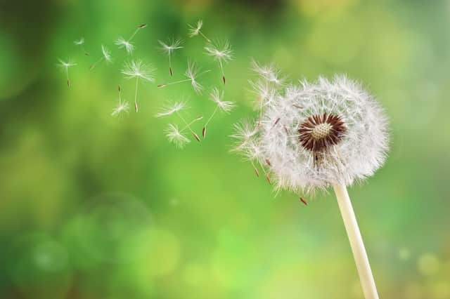 In the north, hay fever season starts later start and is much shorter (Photo: Shutterstock)